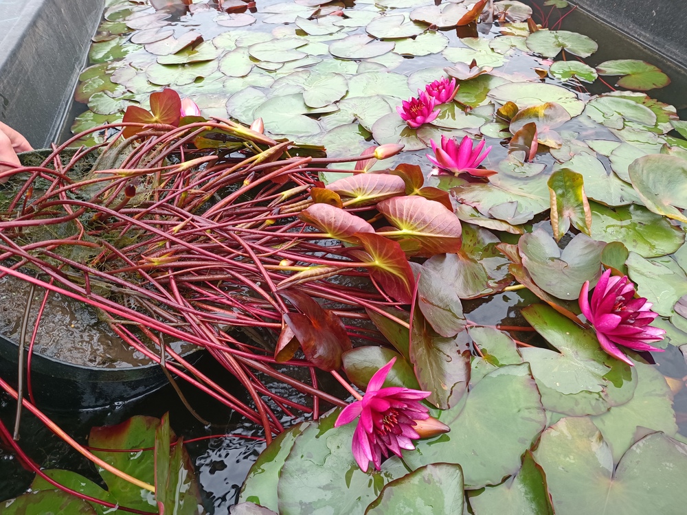 Фотография 1