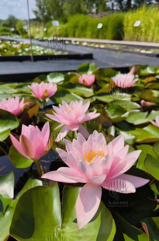 Кувшинка "Fabiola" (Фабиола)