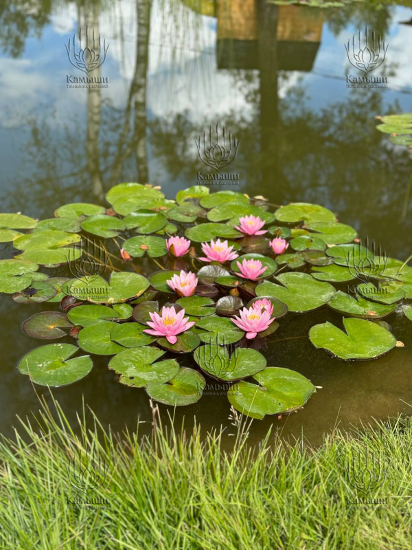 Кувшинка "Fabiola" (Фабиола)