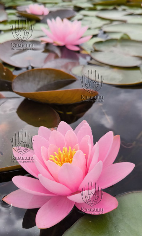 Кувшинка "Fabiola" (Фабиола)