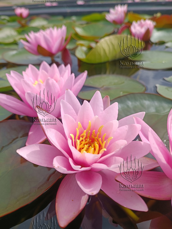 Кувшинка "Fabiola" (Фабиола)